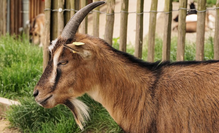 Cabras, tan inteligentes como los perros