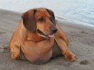 Obie, un perro de más de 25 kilos