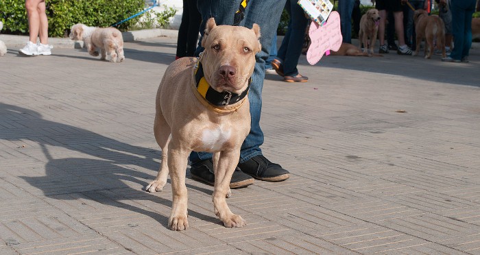 Alimentos crudos para el perro ¿sí o no?