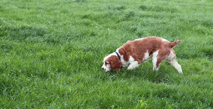 Qué hacer con el perro ante un ataque de epilepsia