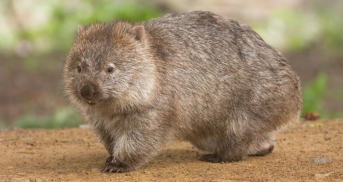 Tonka, el wombat australiano que ha fallecido de depresión
