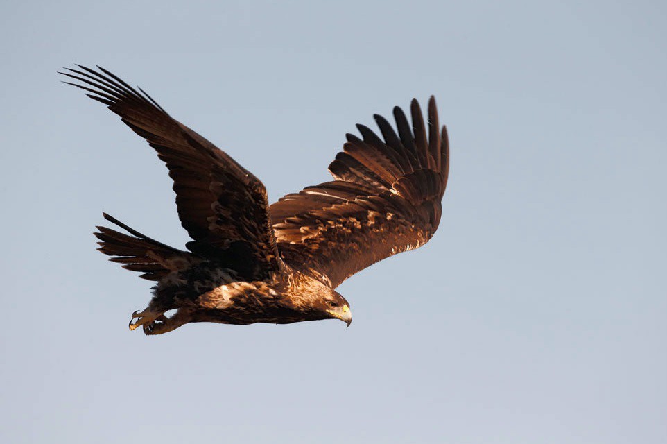 Aves rapaces: 50 años de protección oficial en España