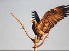 Las poblaciones de águila imperial ibérica de Doñana se recuperan