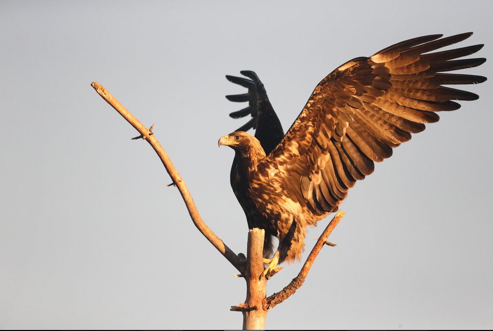 Las poblaciones de águila imperial ibérica de Doñana se recuperan