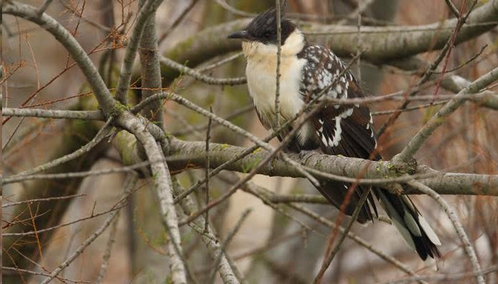 Aves parasitarias: críalo europeo