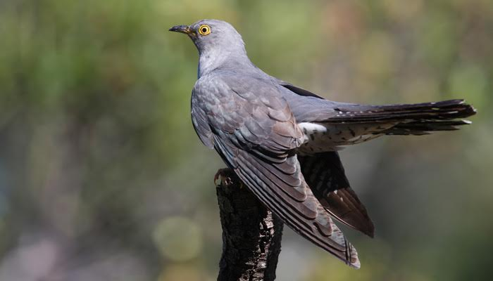 Los cucos evitan los nidos de las aves cercanas a núcleos urbanos