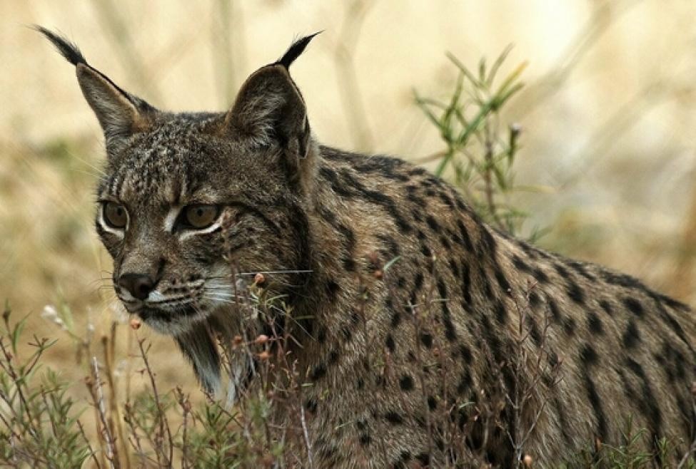 Los linces ibéricos se alejan de la extinción con el repunte de sus poblaciones