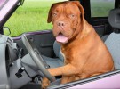 ¿Por qué es peligroso dejar al perro en el coche?