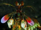 La poderosa patada del camarón mantis