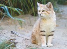 Consiguen ver a uno de los gatos más raros del mundo