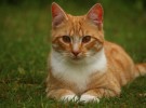 Una gata desaparece en Londres… Y aparece en París ocho años después