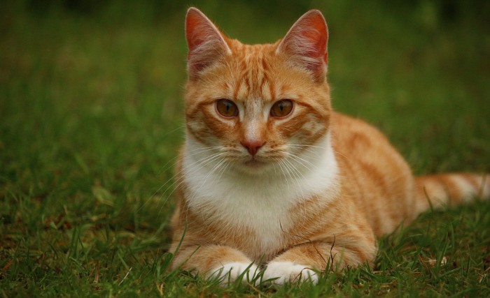 Una gata desaparece en Londres… Y aparece en París ocho años después