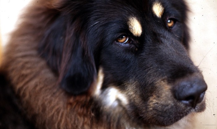 Estos son los perros más caros del mundo