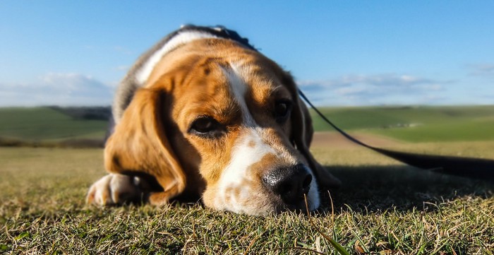 Perros, más cerca de poder ir al cine