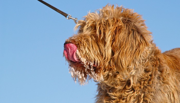 Un restaurante en el que solo pueden comer los perros