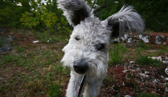 Pumi, así es la raza de perros más nueva