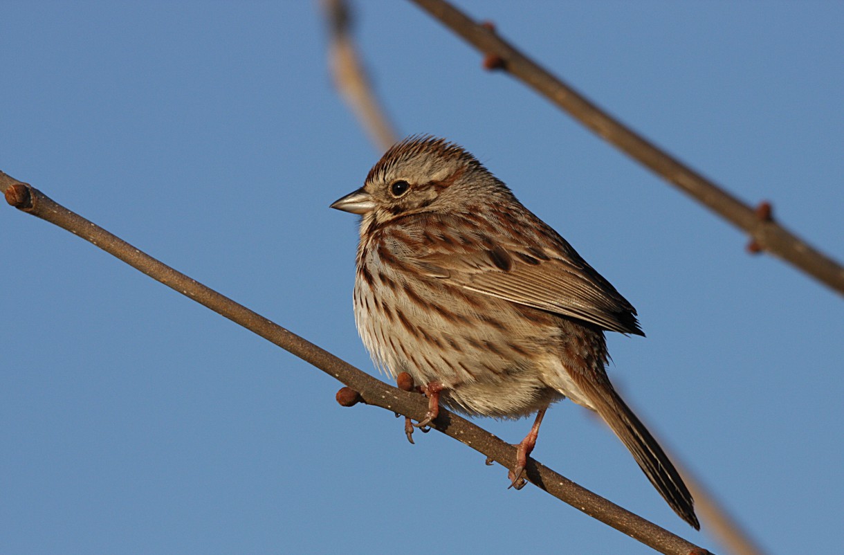 Vivir en la ciudad aumenta la agresividad de las aves