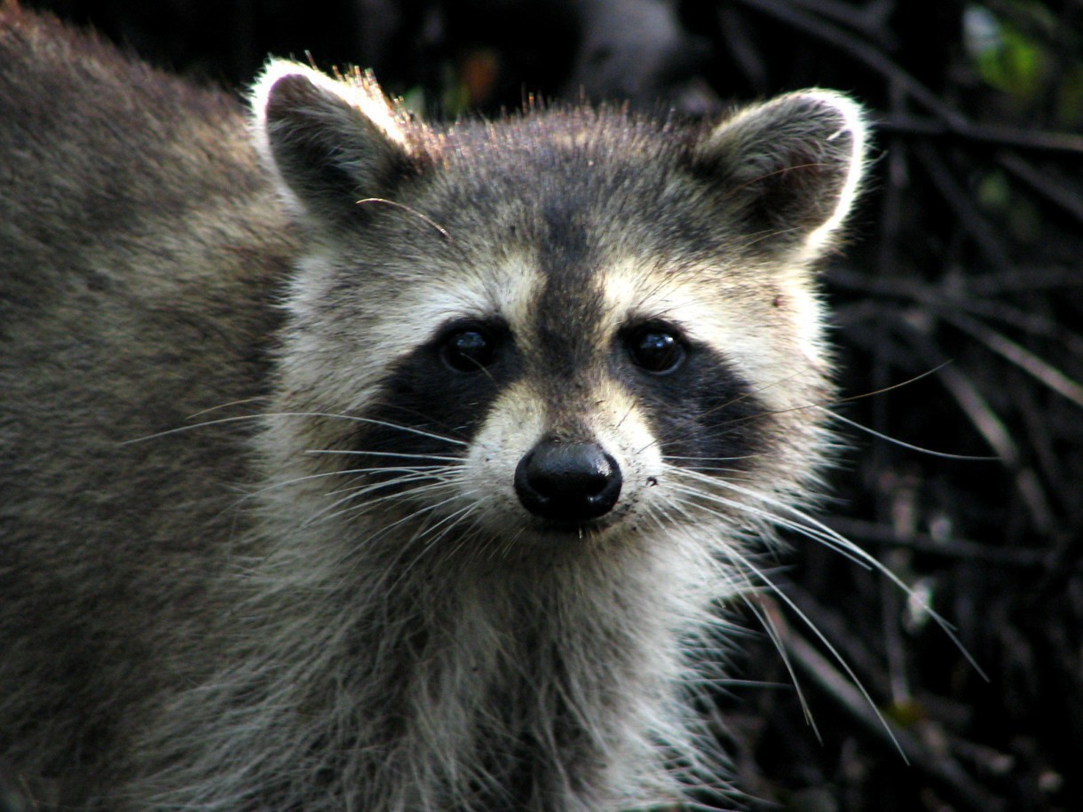 El multimillonario coste que ocasionan las especies invasoras