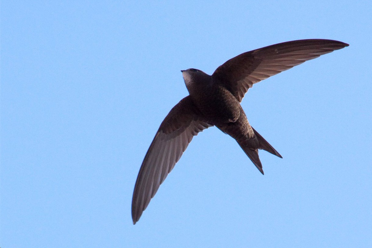 Las aves que ganarían el oro en los juegos Olímpicos de Río