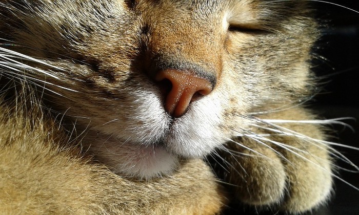 Gato
