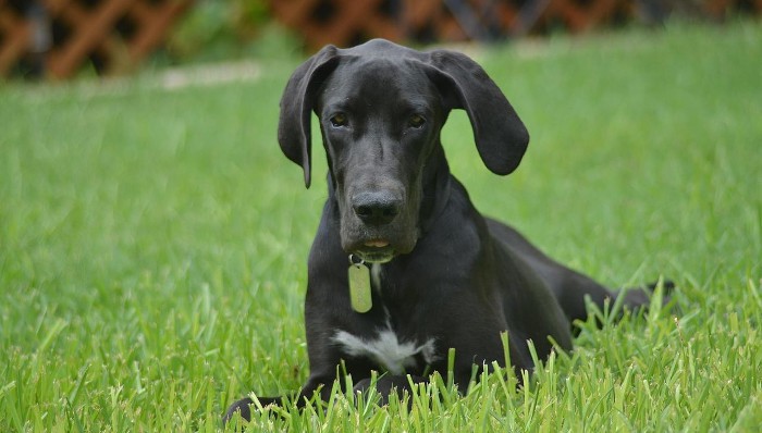 Major, el perro más grande del mundo