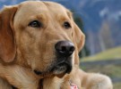 ¿Pueden los perros detectar el cáncer? En este caso sí