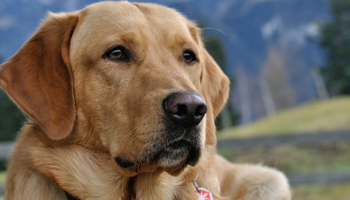 ¿Pueden los perros detectar el cáncer? En este caso sí