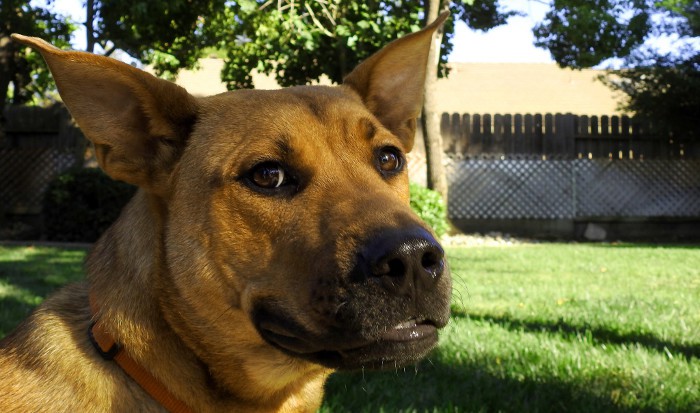 Cuidado con el tono de voz, los perros lo notan