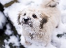 Salvan a una perra que se estaba congelando en una montaña