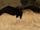 Los buitres negros de GREFA ya habitan en la Sierra de la Demanda