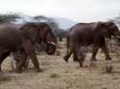 La supervivencia del elefante en el punto de mira
