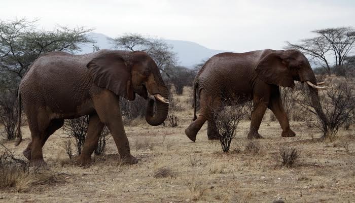 Animales asesinos: el elefante, puesto 6