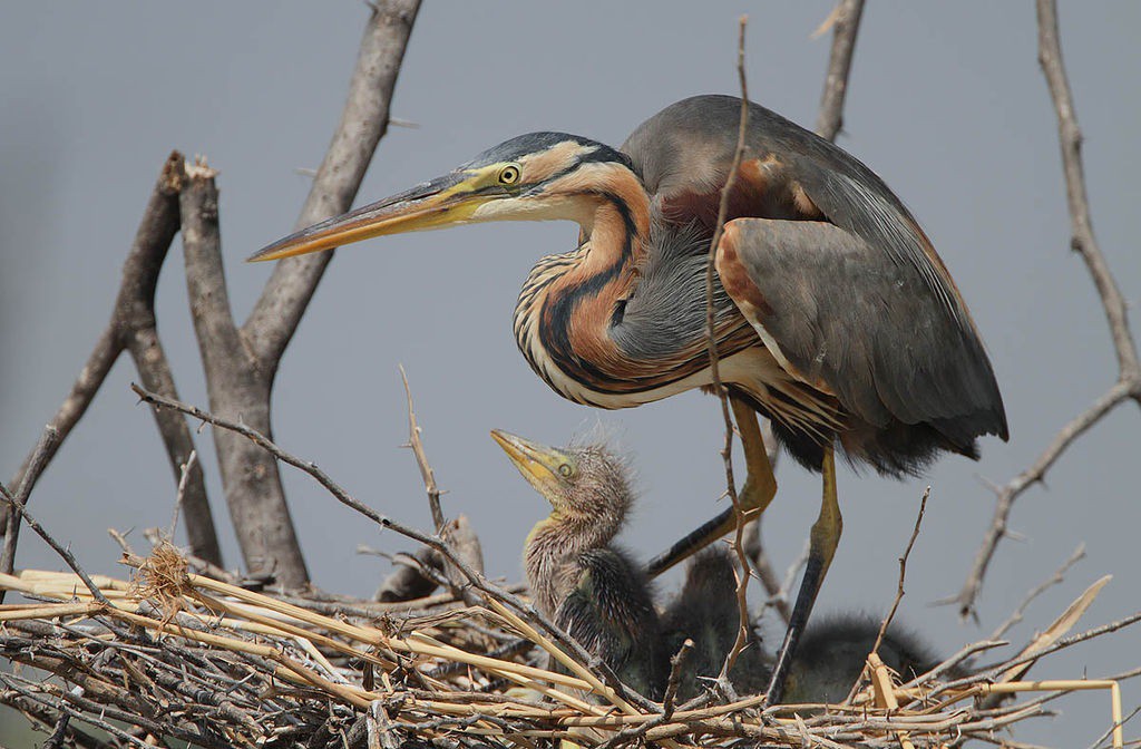 Las aves de la Albufera de Valencia se recuperan