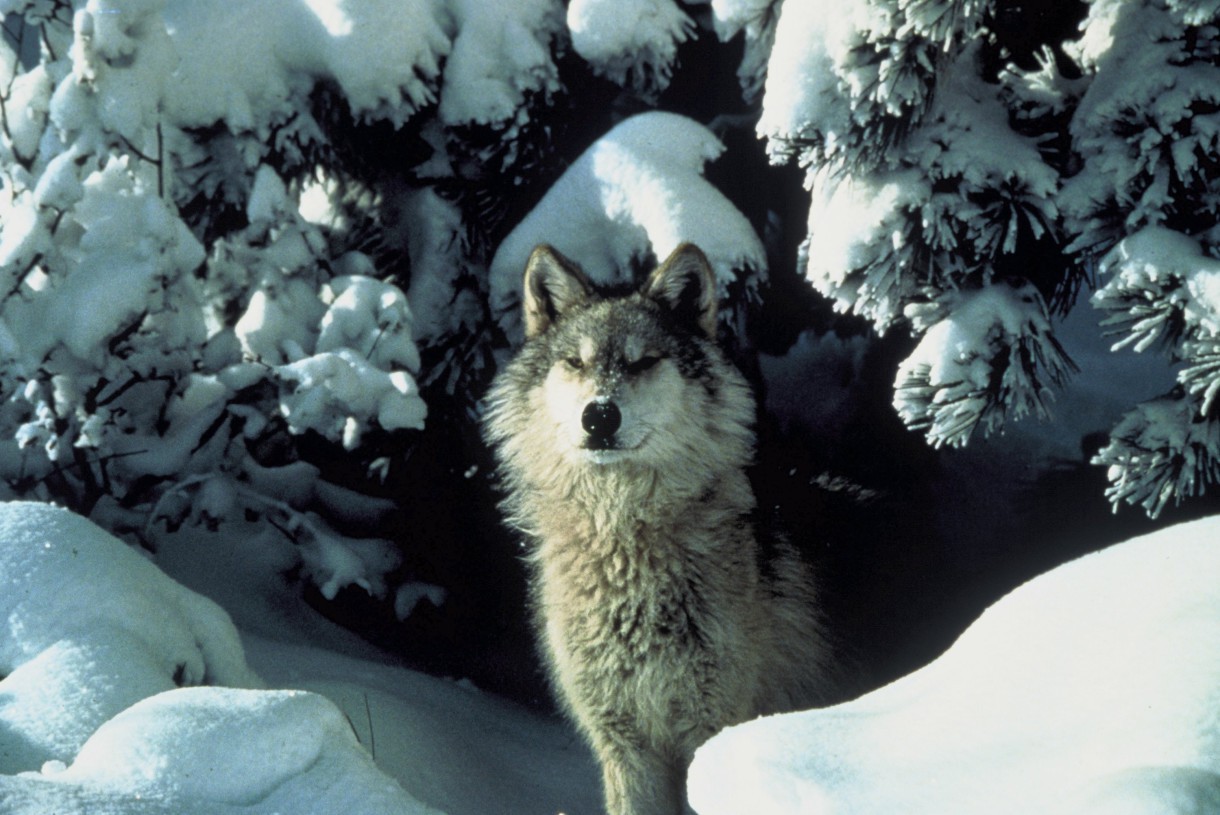 Noruega quiere exterminar sus poblaciones de lobo