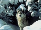 Noruega quiere exterminar sus poblaciones de lobo