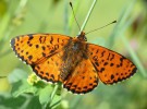 El cambio climático también pasa factura a las mariposas