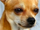 Chihuahuas, una de las razas de perros más agresivas