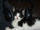 La música ¿influye en los gatos?