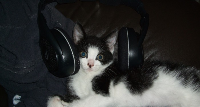 La música ¿influye en los gatos?