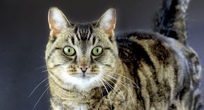 Gato