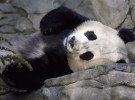 El oso panda ya no es una especie en peligro de extinción, pero sigue siendo vulnerable
