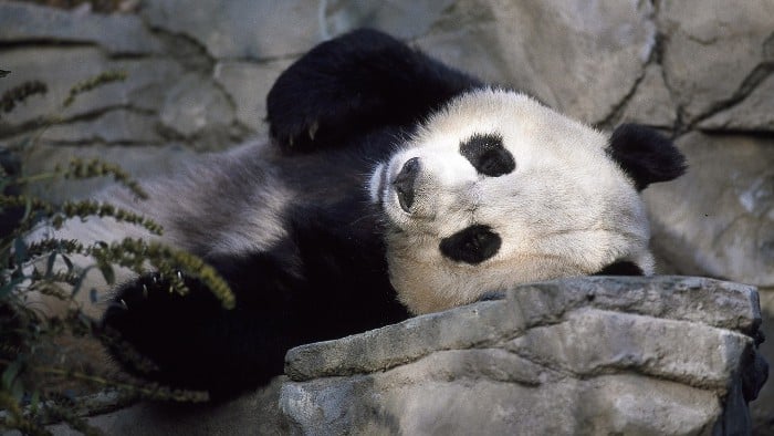 Oso panda