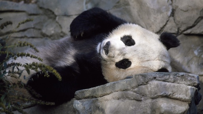 El oso panda ya no es una especie en peligro de extinción, pero sigue siendo vulnerable