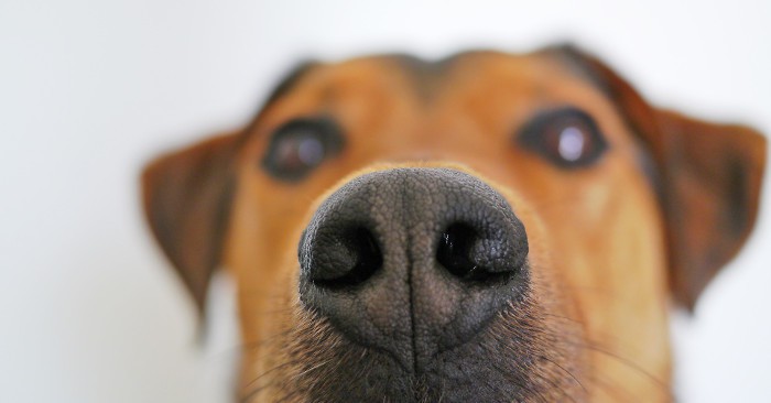 Marihuana y perros, una mala combinación