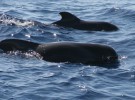 El santuario de ballenas del Atlántico no será una realidad