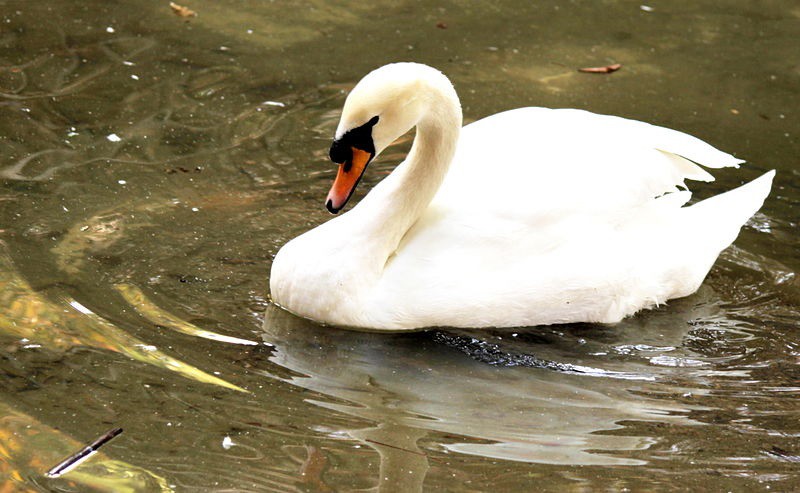 Un estudio sueco desvela que los cisnes «surfean»