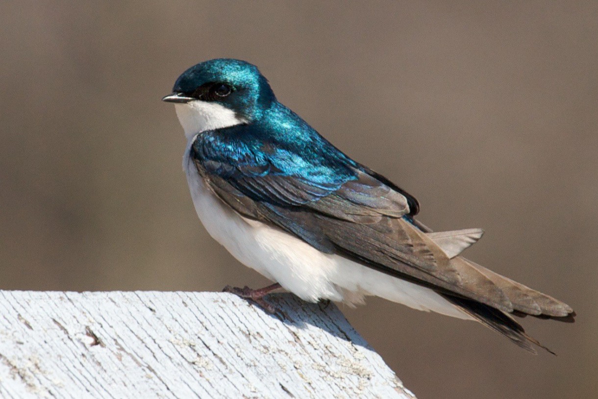 Las aves prefieren comida de calidad antes que cantidad