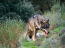 Los mamíferos amenazados de España no cuentan con protección efectiva