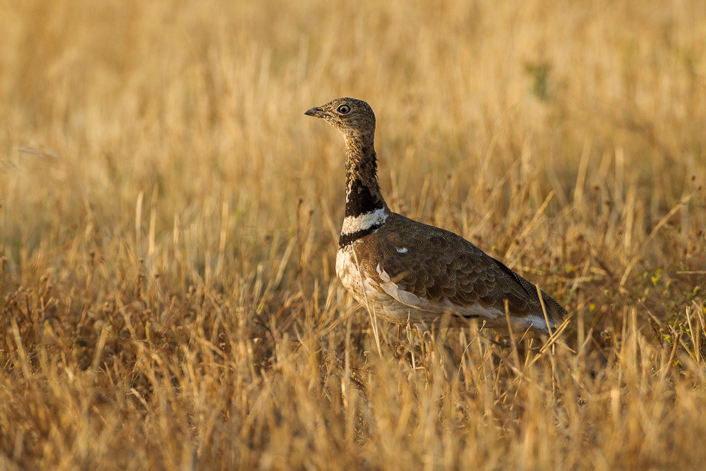 La agricultura intensiva ha reducido las poblaciones de aves en 64 millones de ejemplares