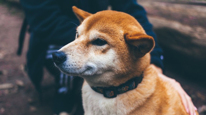 La rabia, la enfermedad más peligrosa para las mascotas